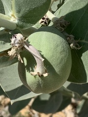 Calotropis procera