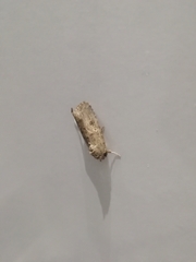 Spodoptera cilium