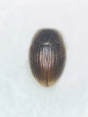 Cryptopleurum subtile