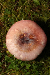 Russula cyanoxantha