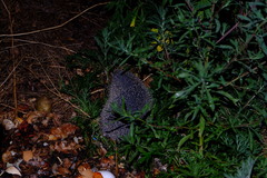 Hemiechinus auritus