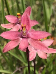 Thelymitra × macmillanii