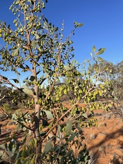 Codonocarpus cotinifolius