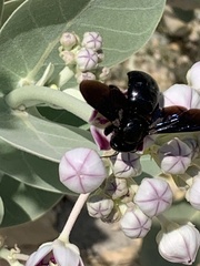 Xylocopa sulcatipes