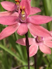 Thelymitra × macmillanii