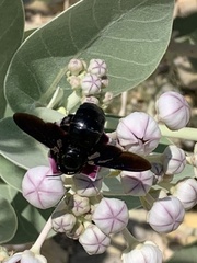 Xylocopa sulcatipes