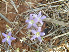 Wahlenbergia denticulata