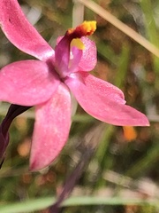Thelymitra × macmillanii