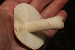 Russula cyanoxantha