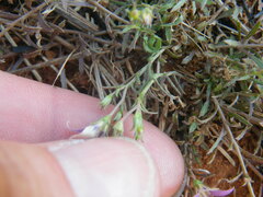 Wahlenbergia denticulata