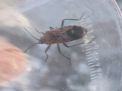 Spilostethus pandurus