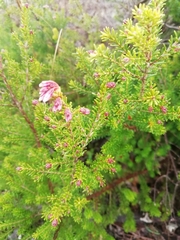 Erica australis