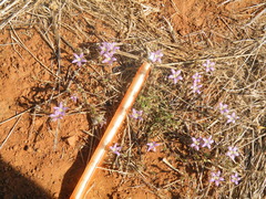 Wahlenbergia denticulata