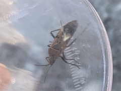 Spilostethus pandurus