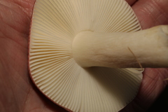 Russula cyanoxantha
