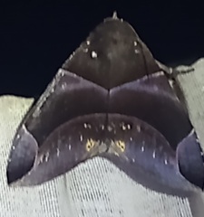 Dysgonia purpurata