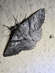 Hypobapta diffundens