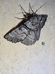 Hypobapta diffundens