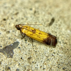 Nephopterix chryserythra