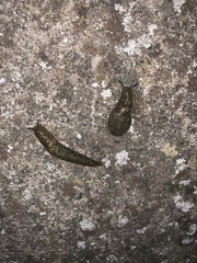 Limacus maculatus