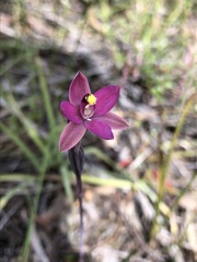 Thelymitra luteocilium