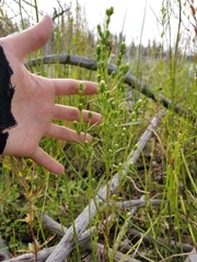 Symphyotrichum ciliatum