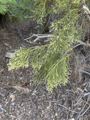 Baccharis sarothroides