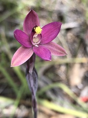 Thelymitra luteocilium