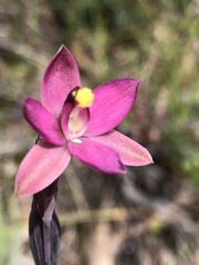 Thelymitra luteocilium