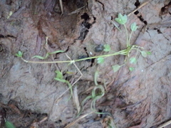 Ranunculus samojedorum