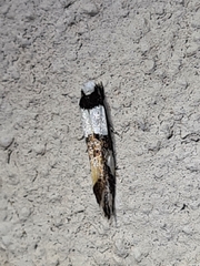 Monopis icterogastra