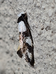 Monopis icterogastra