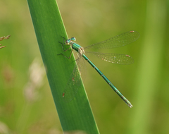 Lestes virens vestalis