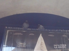 Columba livia domestica