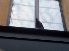 Columba livia domestica