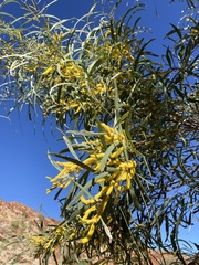 Acacia undoolyana