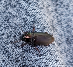 Harpalus