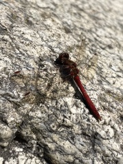 Sympetrum vulgatum