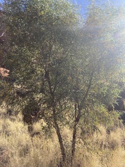 Acacia undoolyana