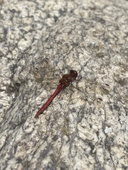 Sympetrum vulgatum