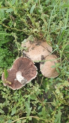 Agaricus bisporus