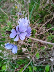Cichorium intybus