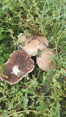 Agaricus bisporus