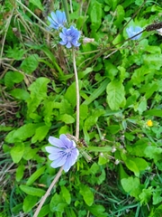 Cichorium intybus