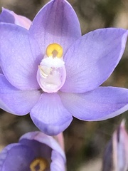 Thelymitra alcockiae