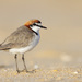 Red-capped Plover - Photo (c) Leo, some rights reserved (CC BY-NC-SA)