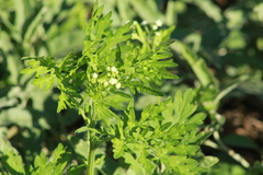 Parthenium