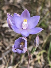 Thelymitra alcockiae
