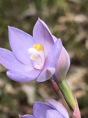 Thelymitra alcockiae