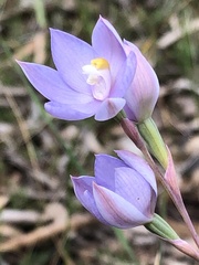 Thelymitra alcockiae